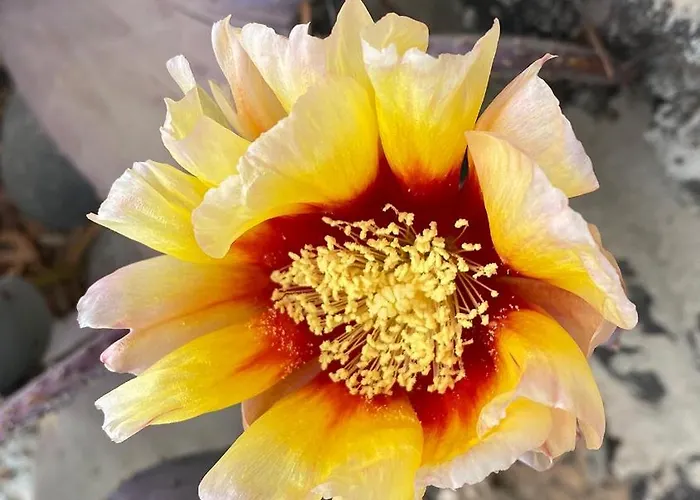 La Calerita D Dom wakacyjny *